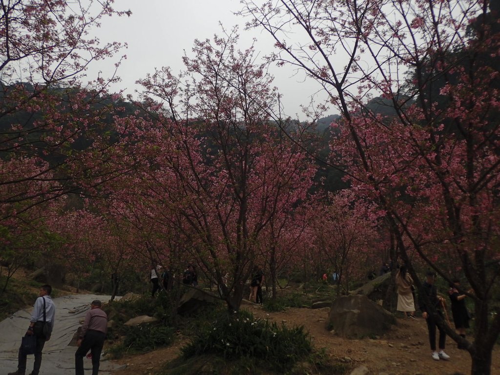 P2266690.JPG - 三峽  熊空  大熊櫻花林