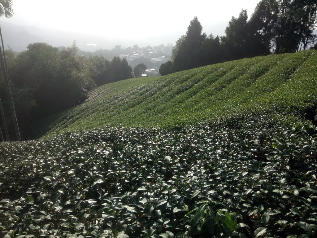 DSC_1839.JPG - 竹山  山坪頂茶園