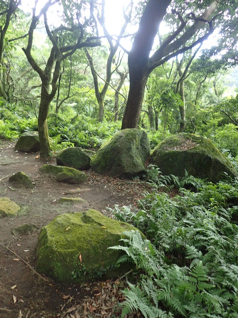 P9238230.JPG - 北投  面天山  向天湖步道