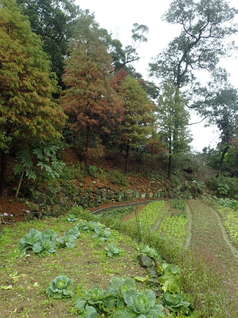 P1062137.JPG - 土城  承天寺  朝山步道