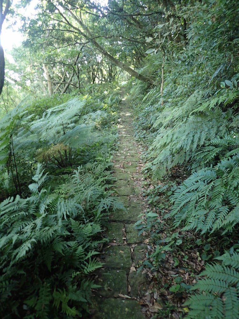 PB247219.JPG - 北投  中正山登山步道 03