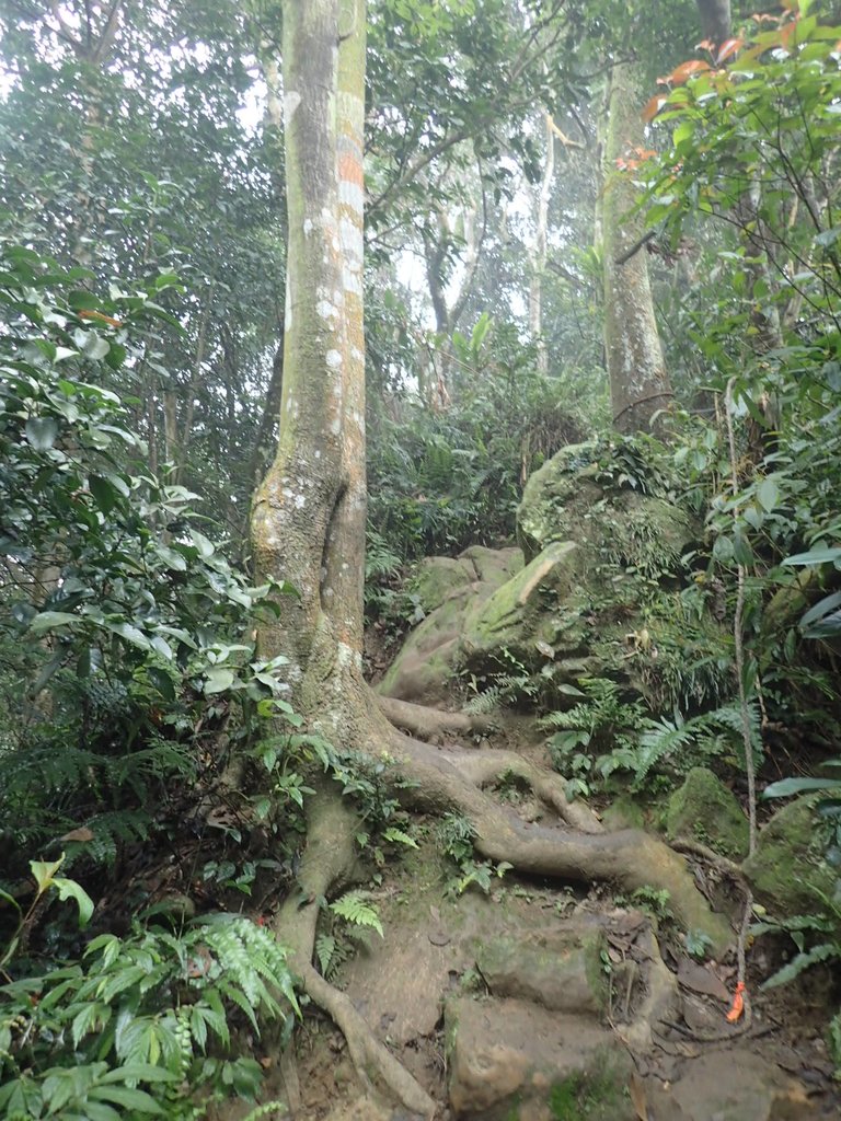 P2107508.JPG - 大溪  溪洲山登山步道