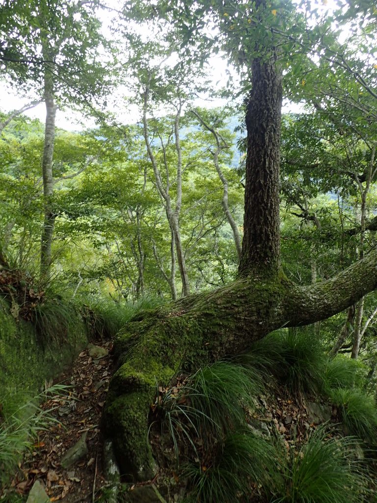 P8287320.JPG - 苗栗  泰安  虎山行