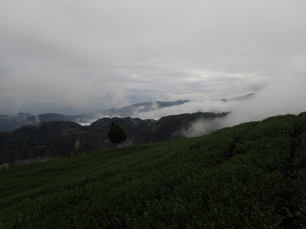 PA231860.JPG - 古坑  雲嶺之丘