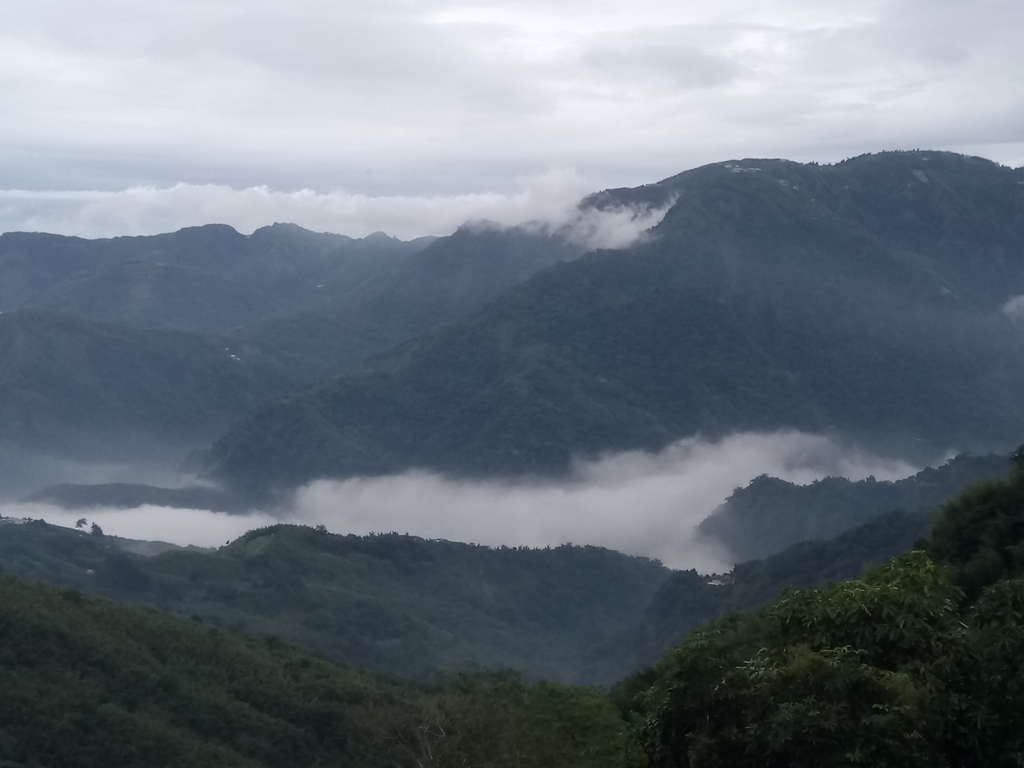 DSC_1308.JPG - 往三層坪途中之  茶園景致