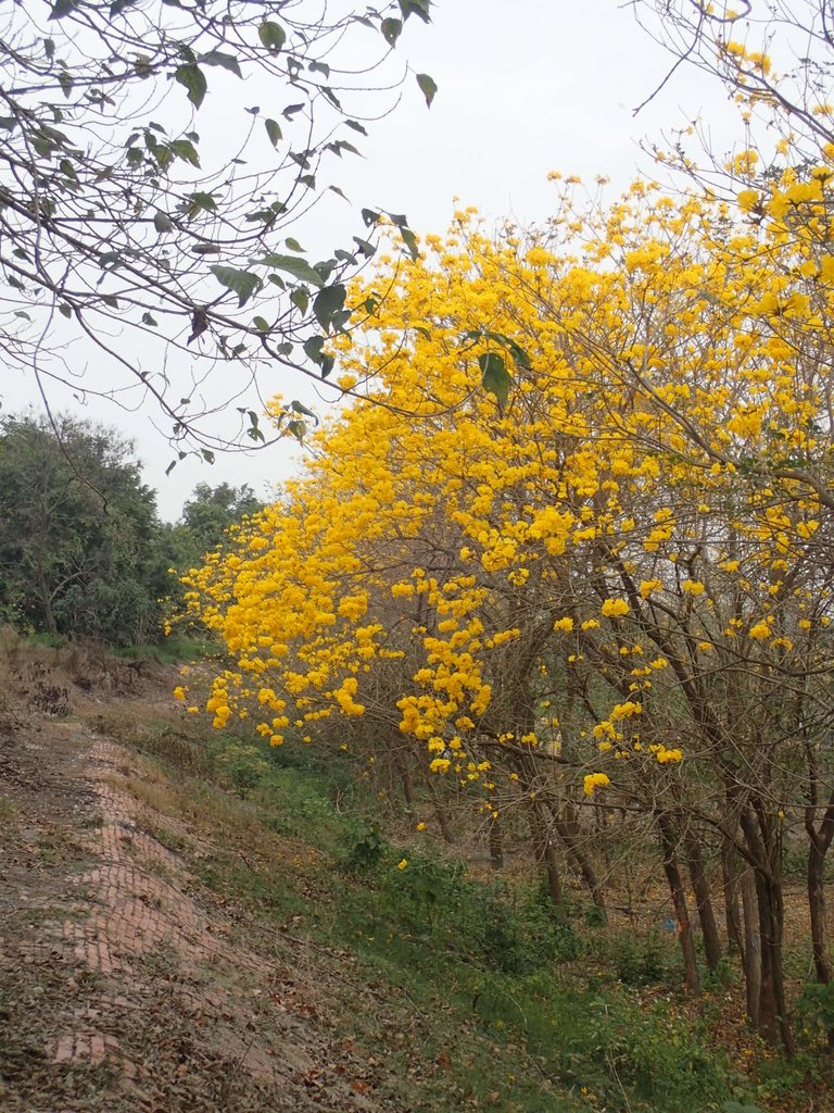 P3066582.JPG - 竹塘  田頭堤防  黃花風鈴木