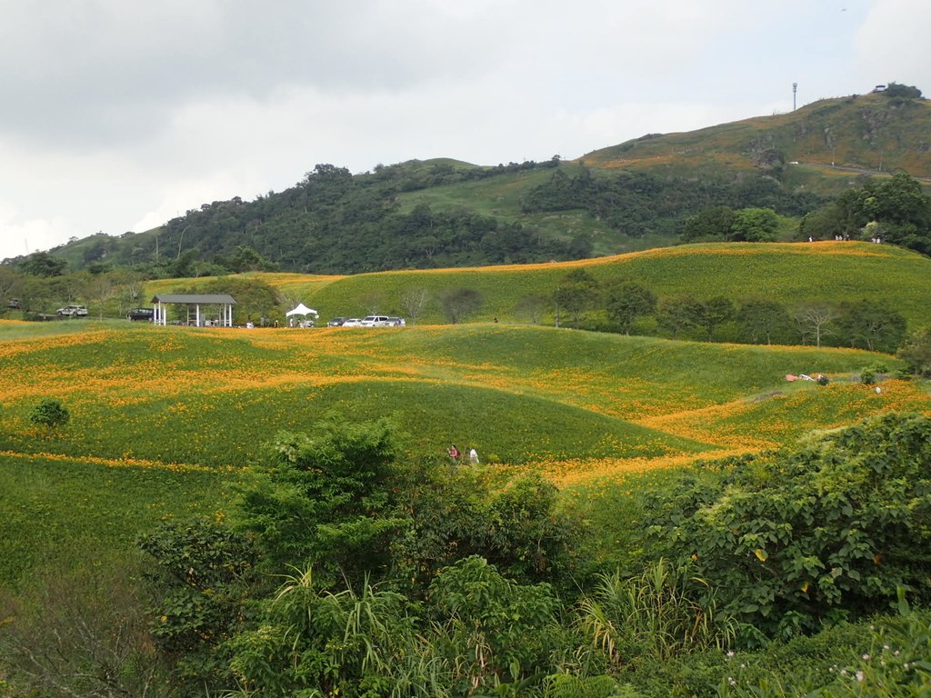 P9087971.JPG - 富里  六十石山  金針花季