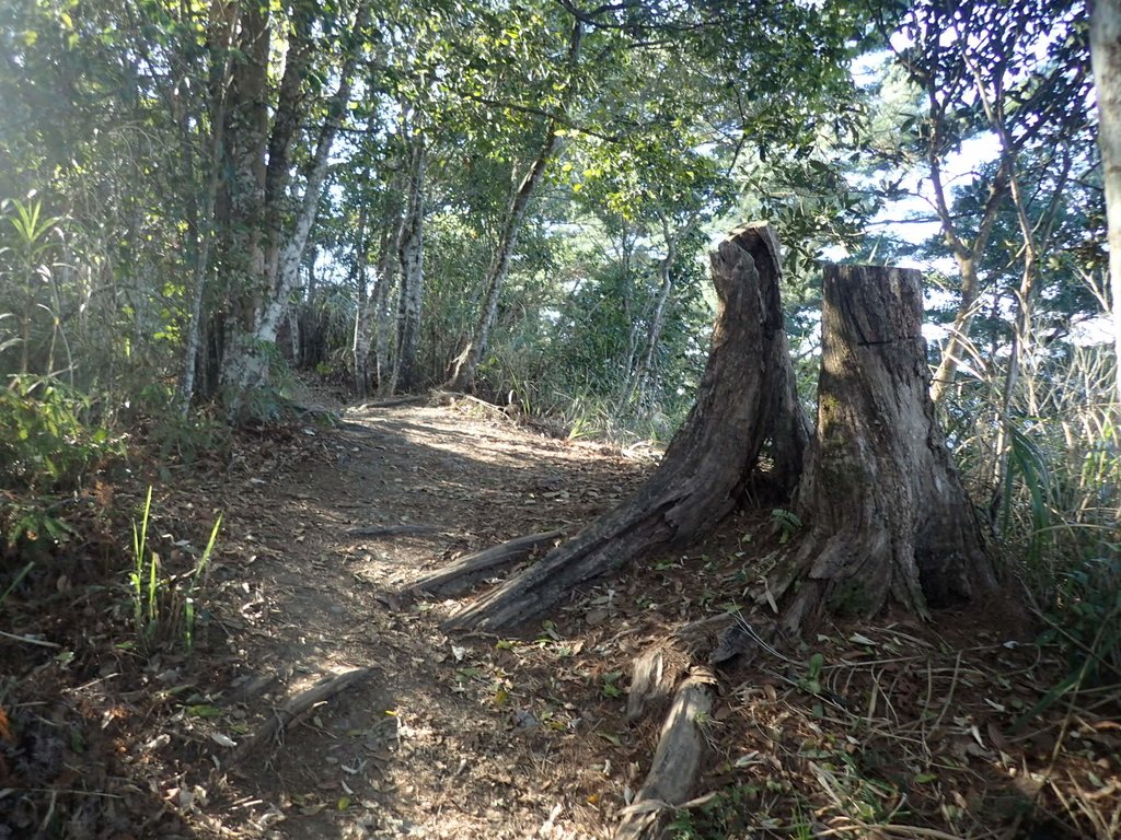 P2275871.JPG - 谷關七雄之  唐麻丹山