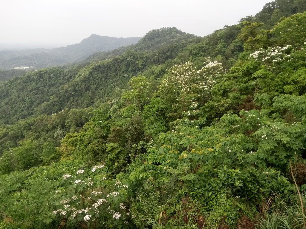 DSC_4995.JPG - 南庄  細湖頂  桐花山林