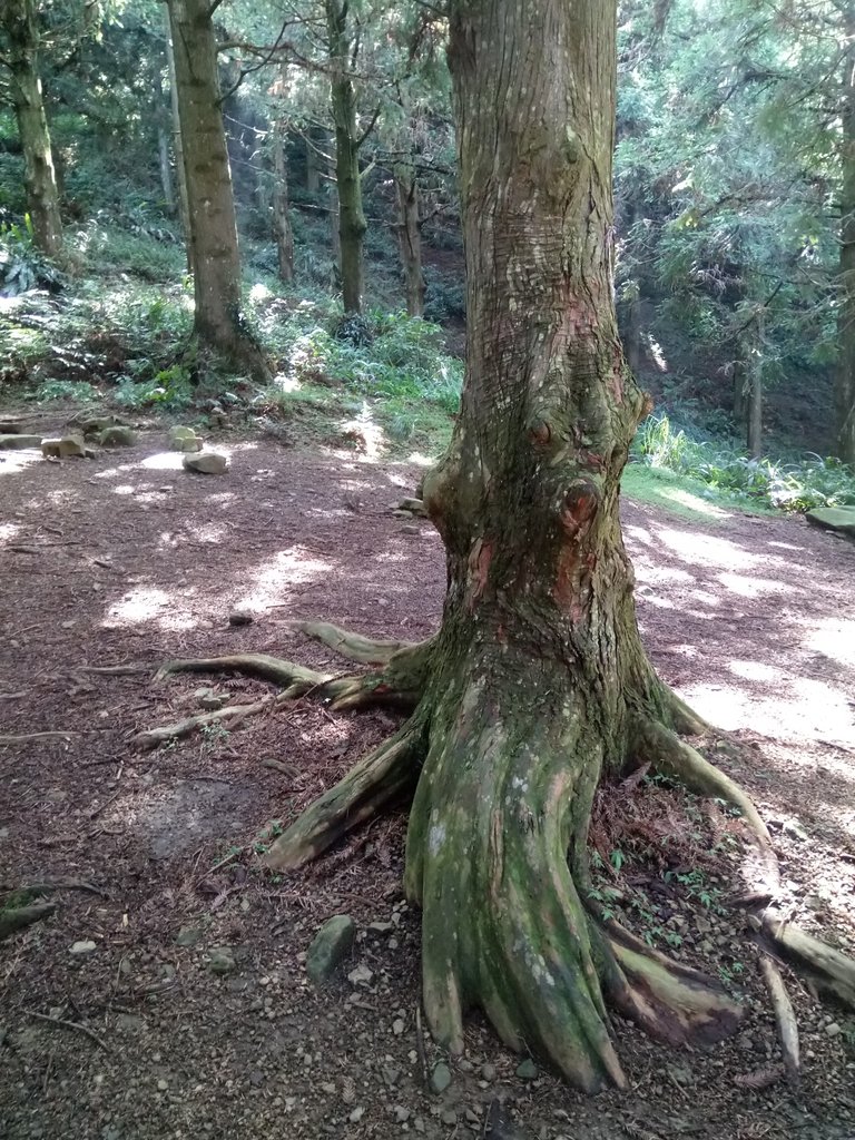 DSC_5202.JPG - 台中和平  長壽山登山步道  (上)