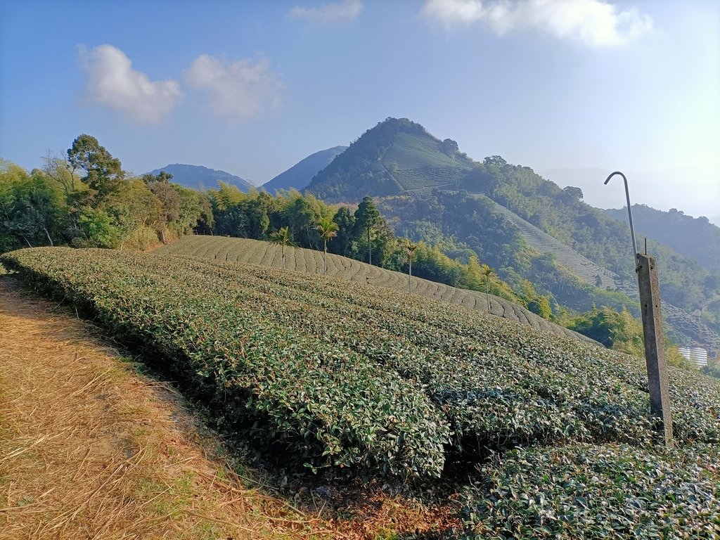 IMG20210130085154.jpg - 雲嘉連峰之  太平山  梨子腳山