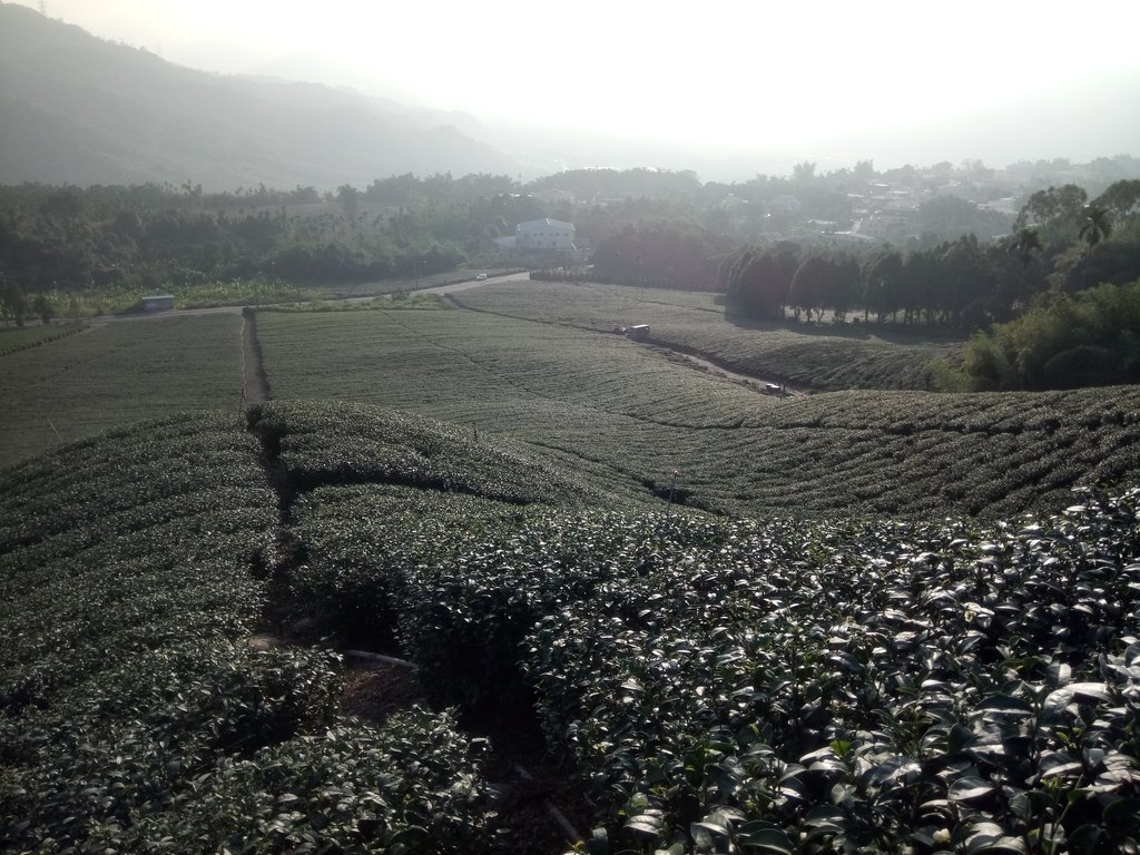 DSC_1846.JPG - 竹山  山坪頂茶園