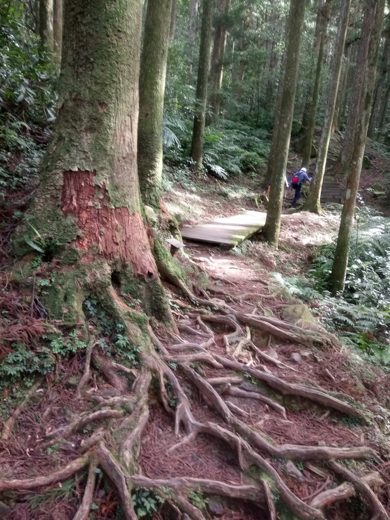 DSC_8981.JPG - 復興  東眼山森林步道