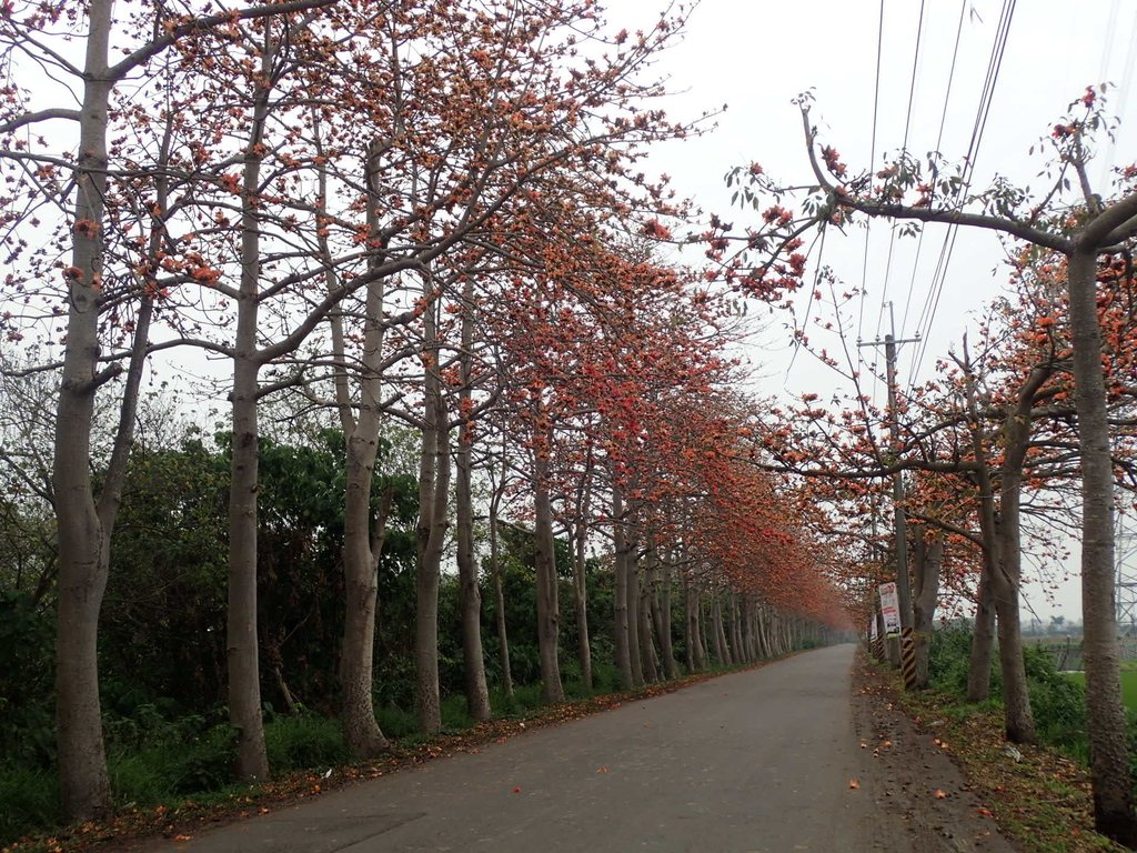 P3066423.JPG - 埤頭  東螺溪  木棉花