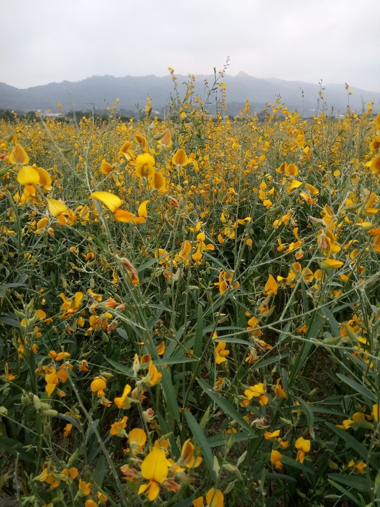 DSC_4864.JPG - 銅鑼  九湖村  太陽麻花田