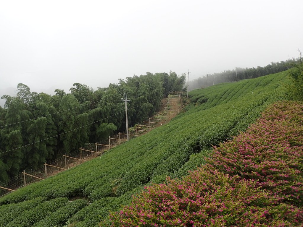 PA231796.JPG - 古坑  雲嶺之丘