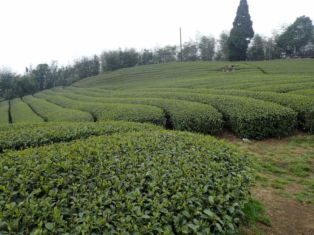 P3257833.JPG - 阿里山  隙頂茶園之美