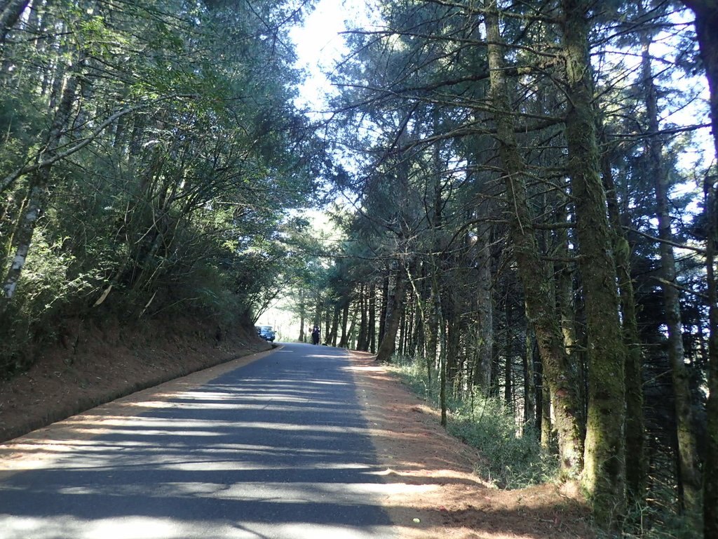 P3268056.JPG - 鹿林山  麟趾山步道  (01)