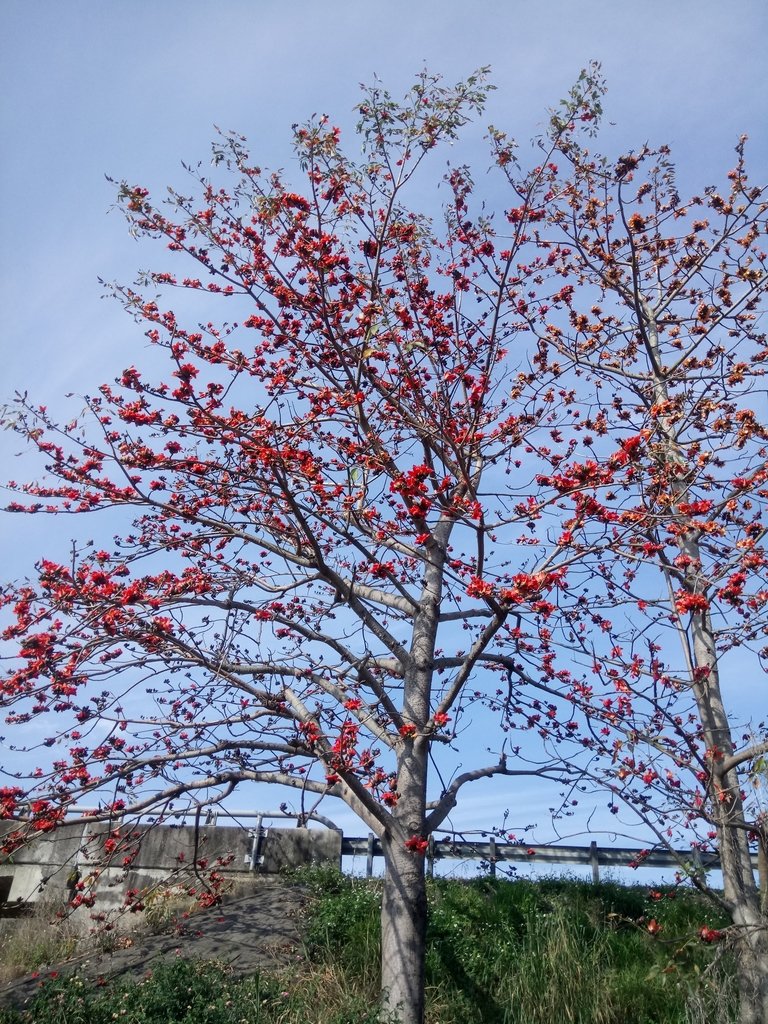 DSC_7860.JPG - 清水  大田產要道路  木棉花