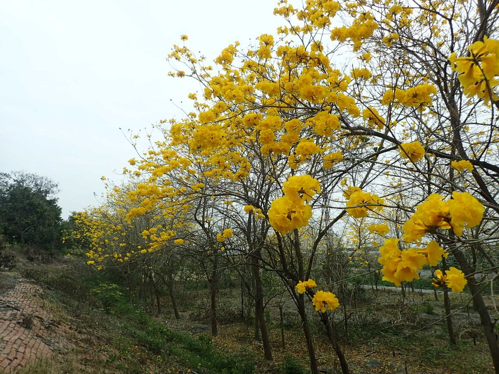 P3066574.JPG - 竹塘  田頭堤防  黃花風鈴木