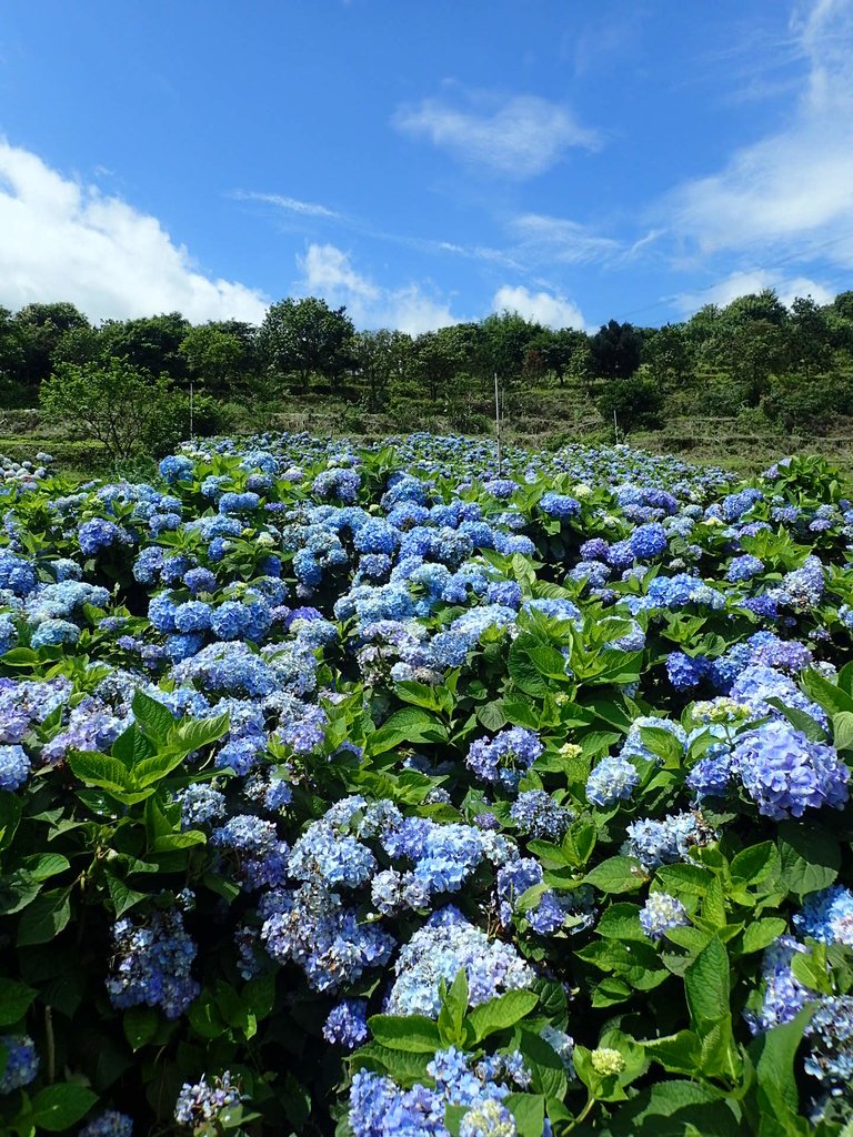 P5303942.JPG - 萬里  高家繡球花田