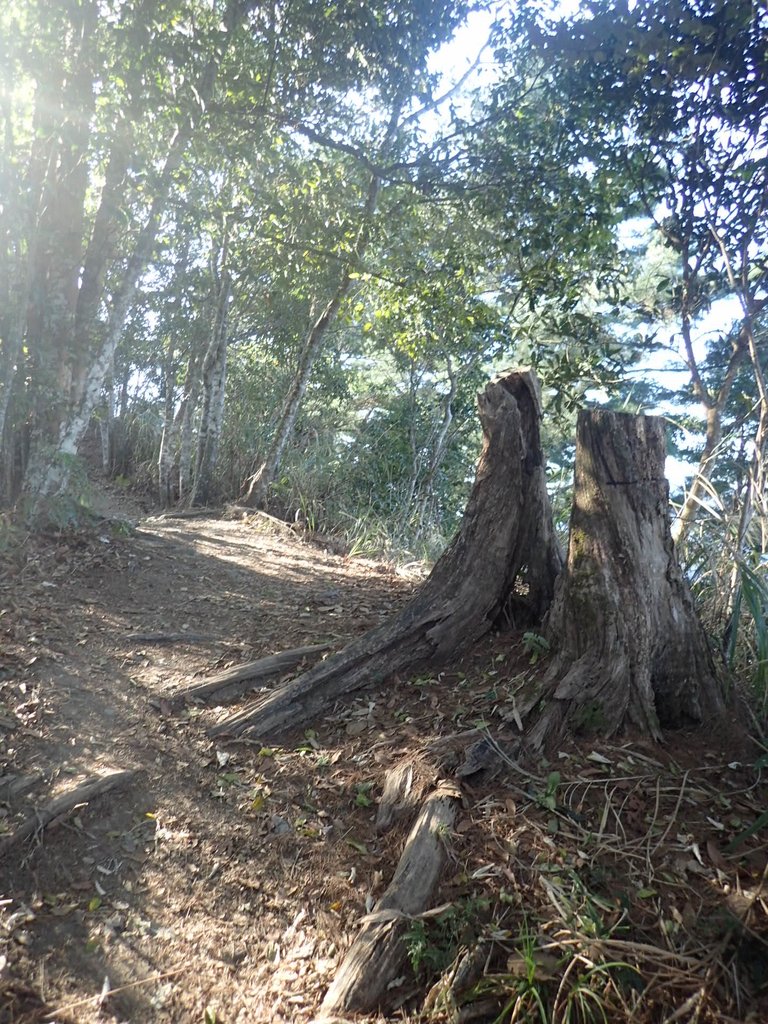 P2275872.JPG - 谷關七雄之  唐麻丹山