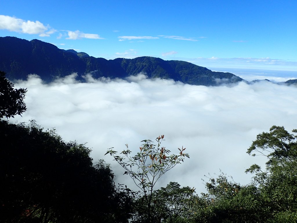 PC055889.JPG - 鹿谷  溪頭  南鳳凰山