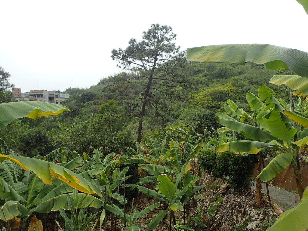 P2095036.JPG - 太平  三汀山  (望高寮)