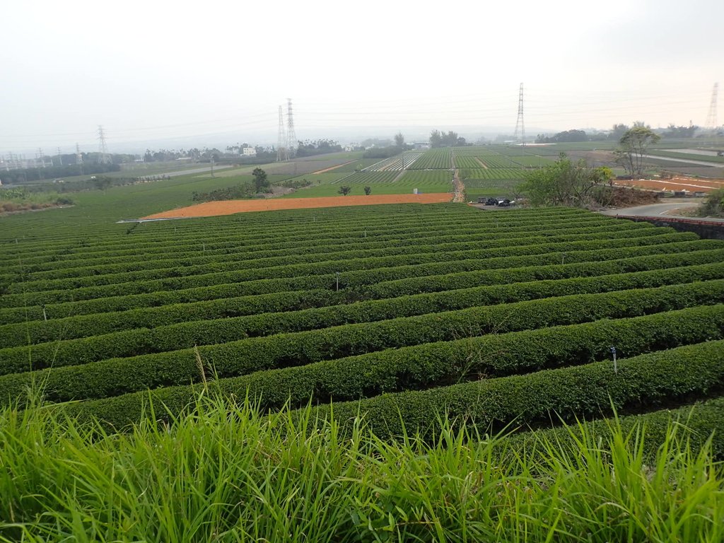 P3016164.JPG - 名間  鹿鳴茶園之  暮色沉靄