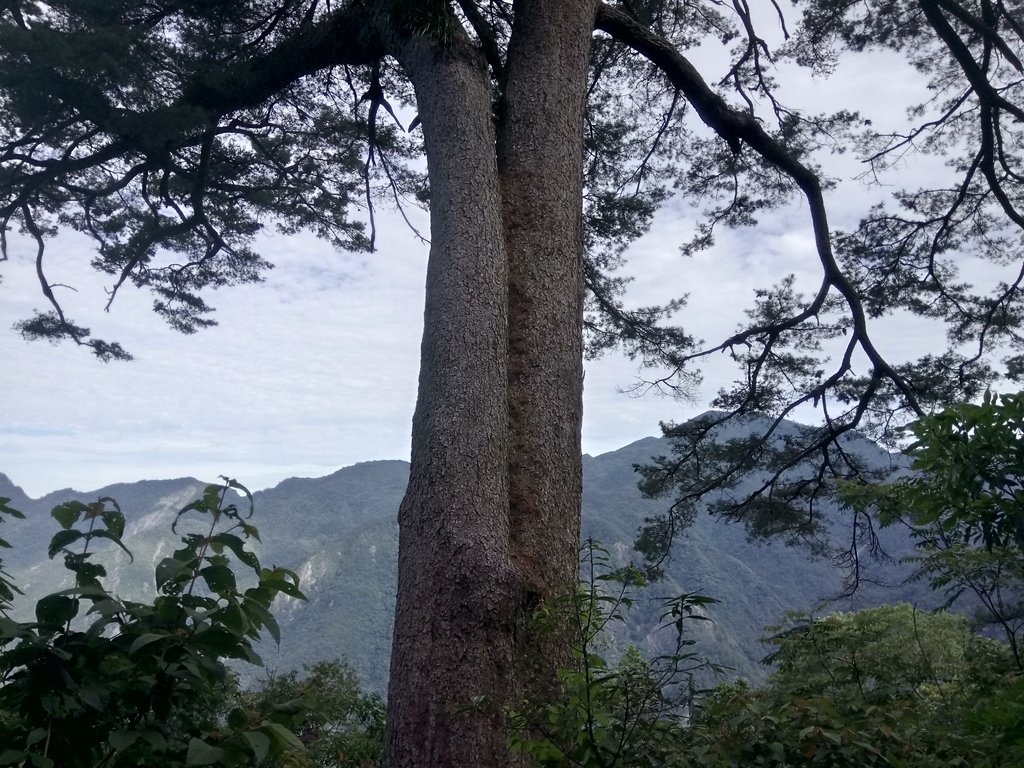 DSC_9890.JPG - 谷關  斯巴可步道