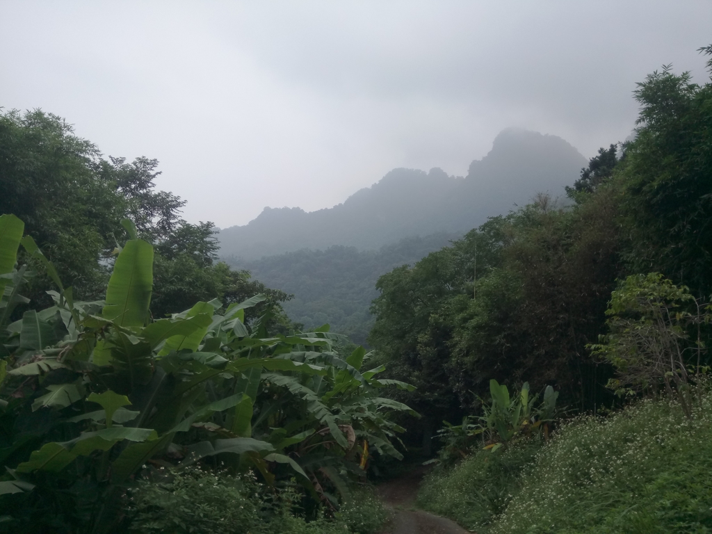 DSC_0993.JPG - 新竹  五指山登山步道