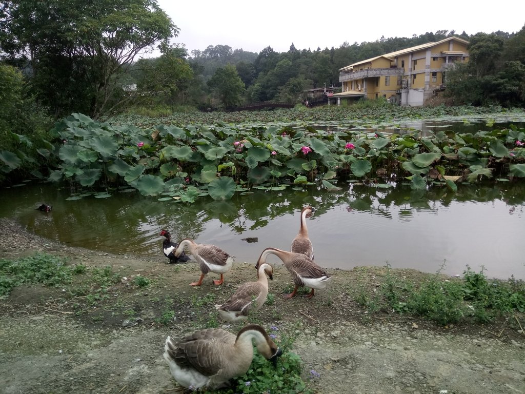 DSC_2958.JPG - 南庄  向天湖之  環湖步道