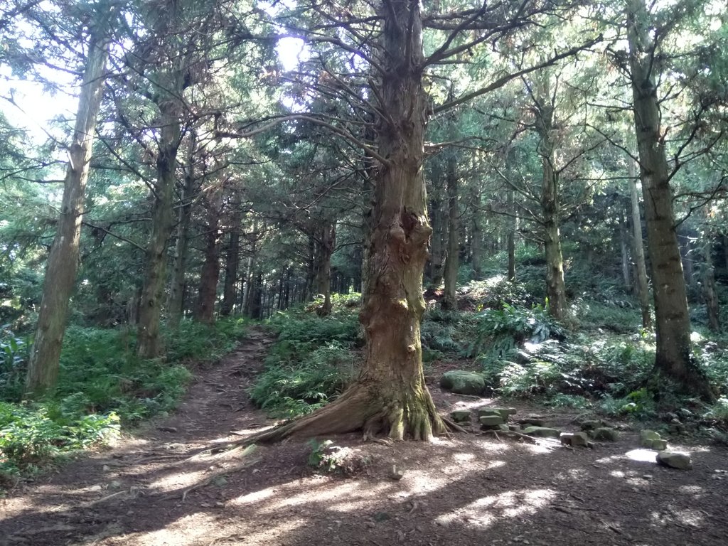 DSC_5203.JPG - 台中和平  長壽山登山步道  (上)