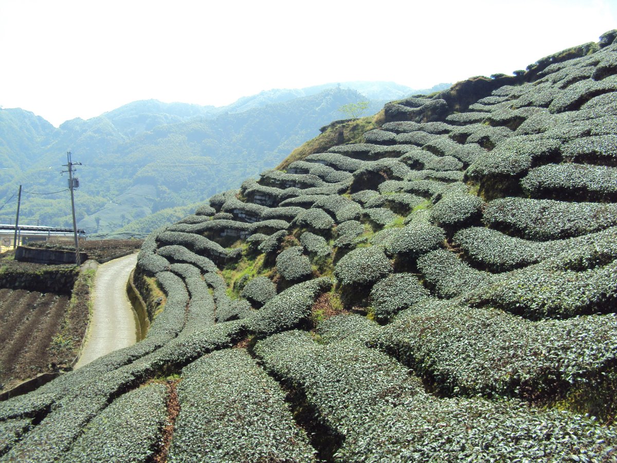 DSC07968.JPG - 竹山  軟鞍  八卦茶園