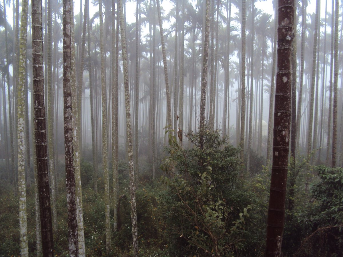 DSC07695.JPG - 南投  永興  晨霧山林