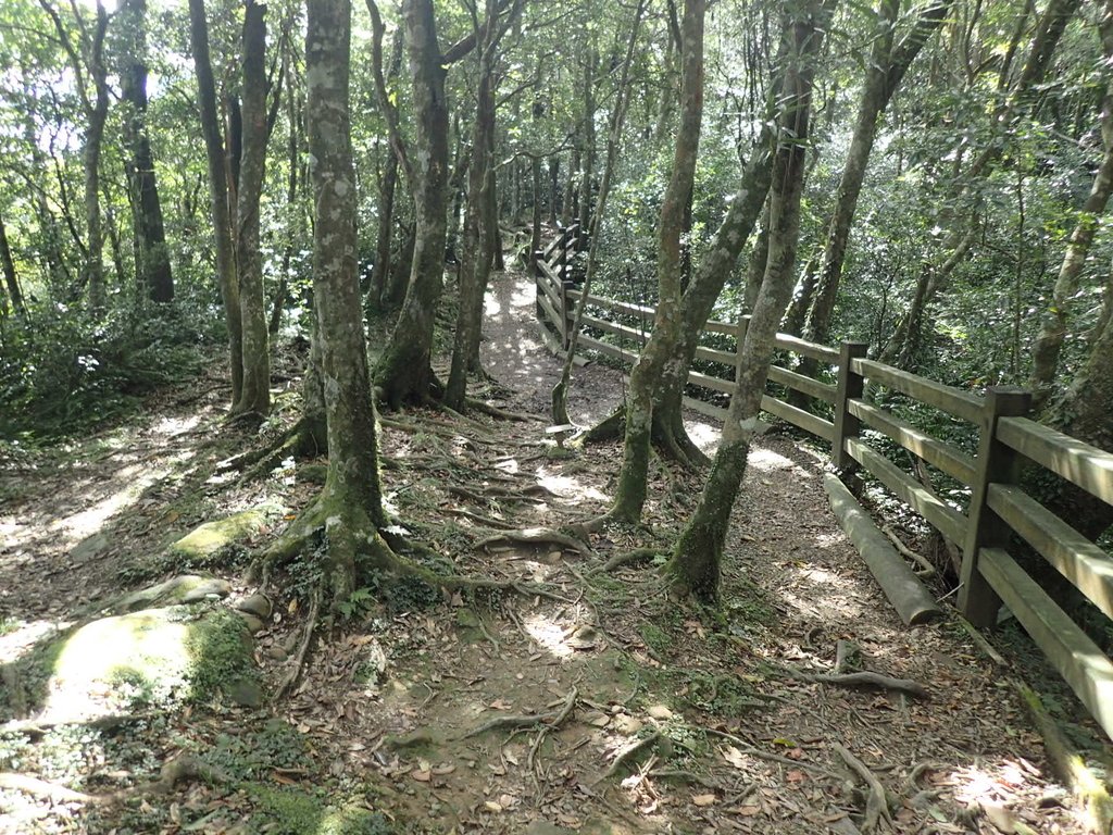 PB257489.JPG - 復興  東眼山森林步道