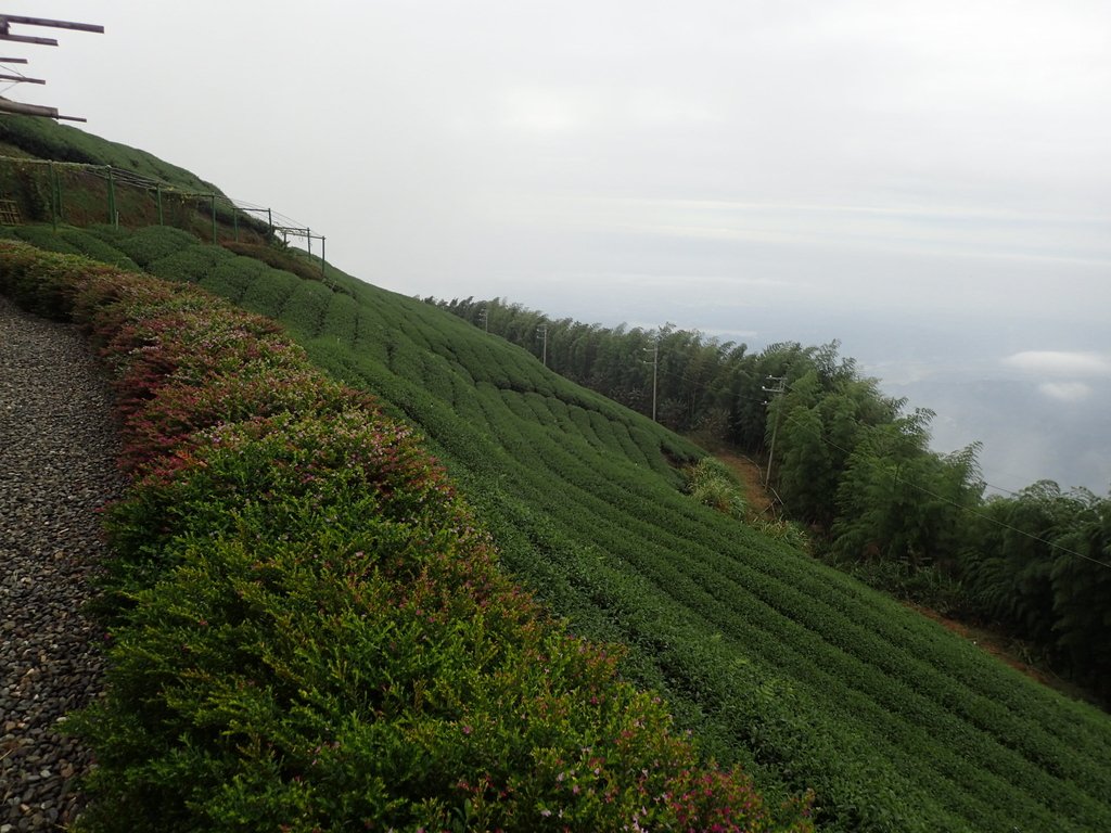 PA231799.JPG - 古坑  雲嶺之丘