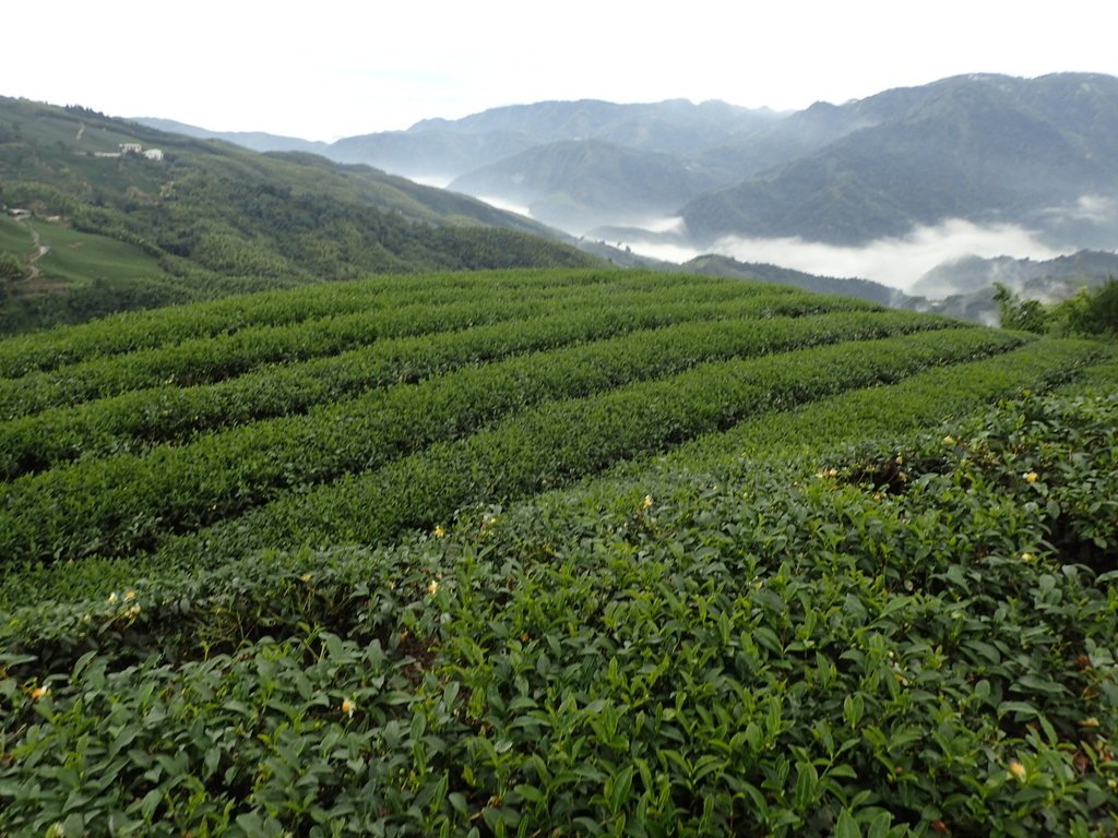 PA231758.JPG - 往三層坪途中之  茶園景致