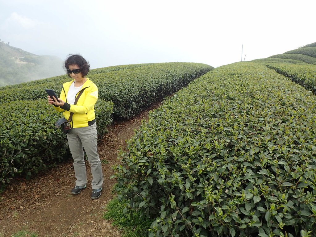 P3257836.JPG - 阿里山  隙頂茶園之美