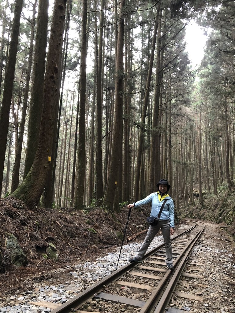 IMG_4748.JPG - 阿里山  二萬平  抱石神木