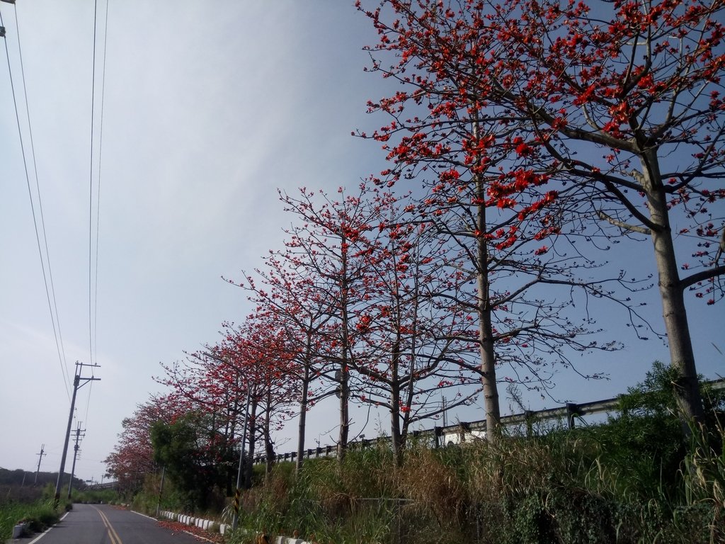 DSC_7863.JPG - 清水  大田產要道路  木棉花