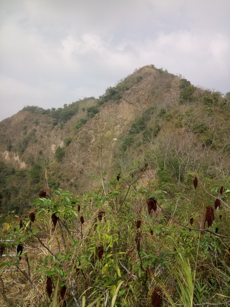 DSC_7370.JPG - 草屯平林  九九峰森林步道