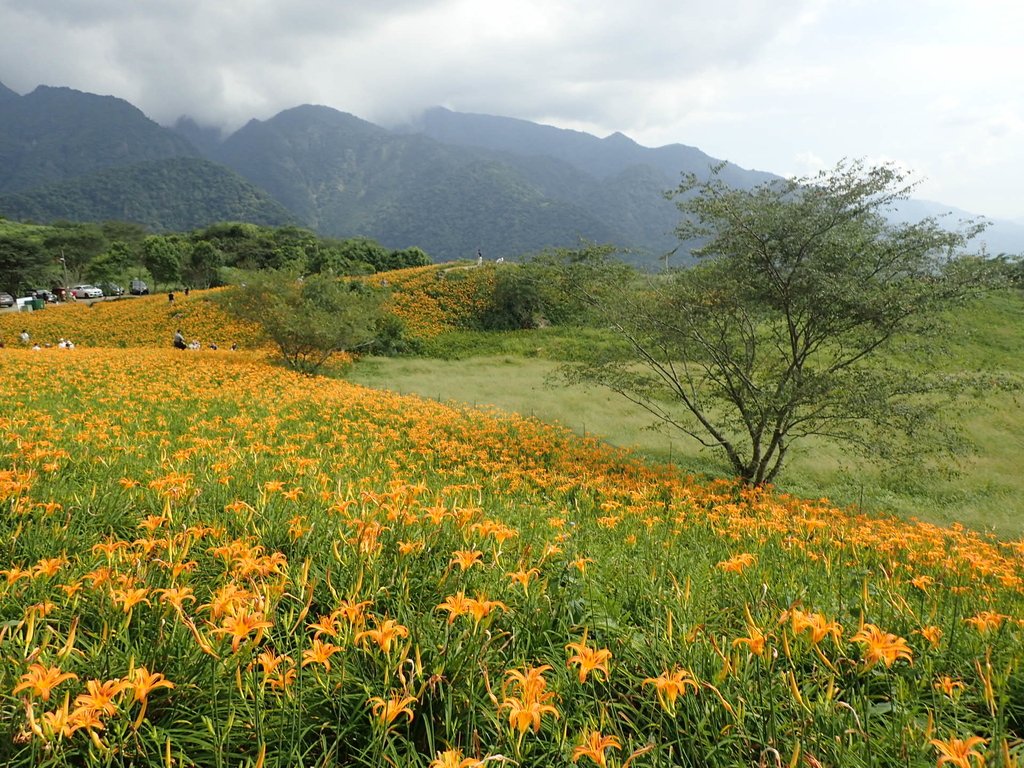 P9087981.JPG - 富里  六十石山  金針花季