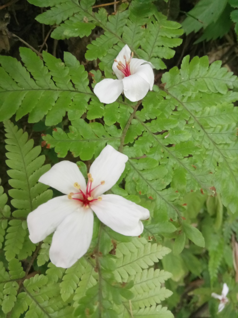 DSC_5006.JPG - 南庄  細湖頂  桐花山林