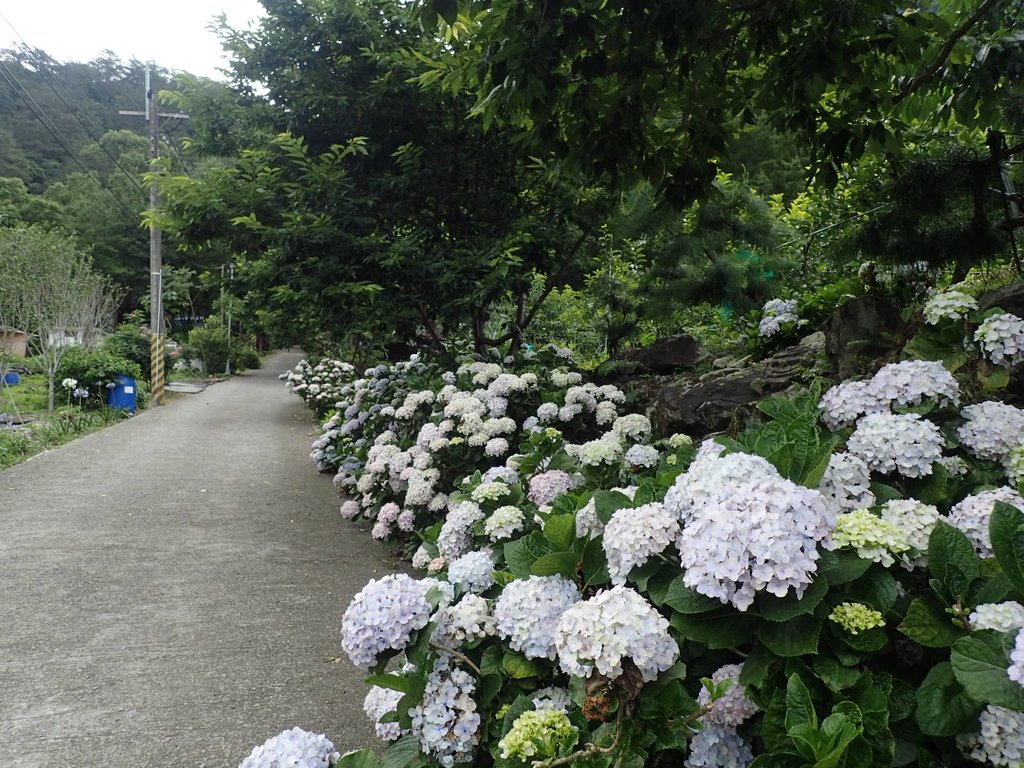 P6054021.JPG - 谷關  斯巴可步道