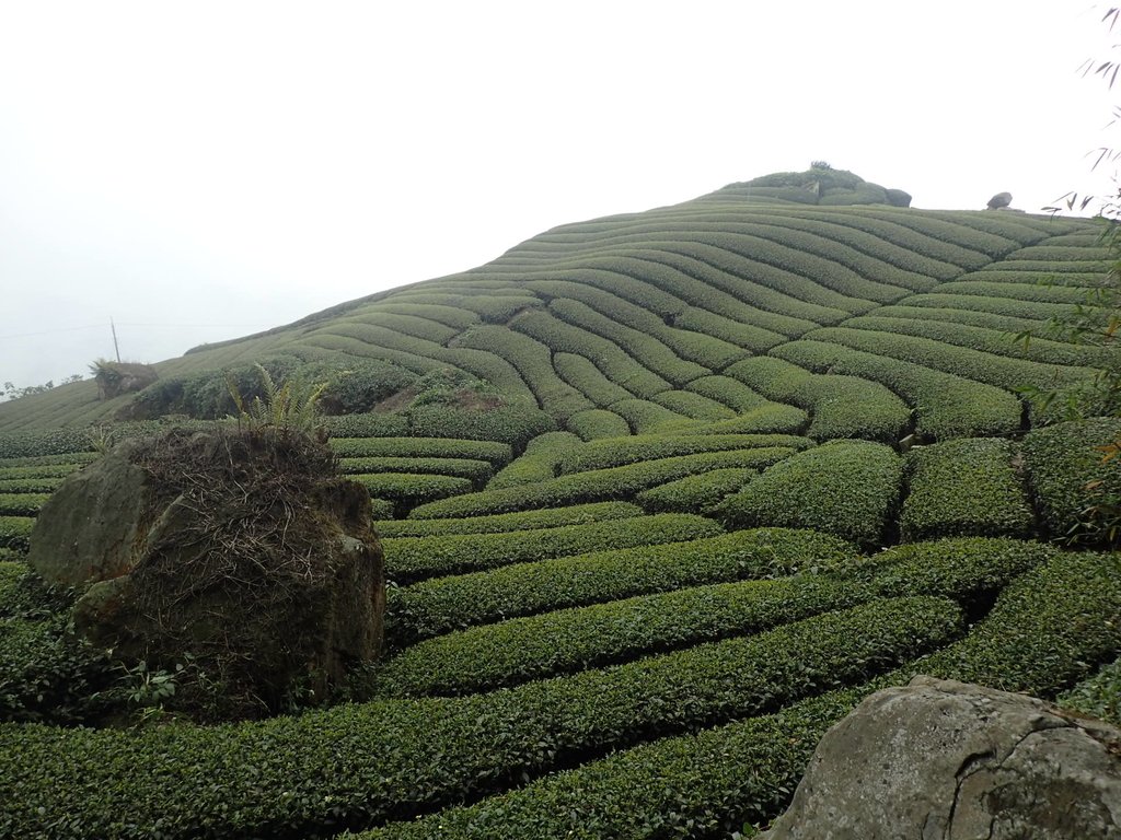 P3257837.JPG - 阿里山  隙頂茶園之美