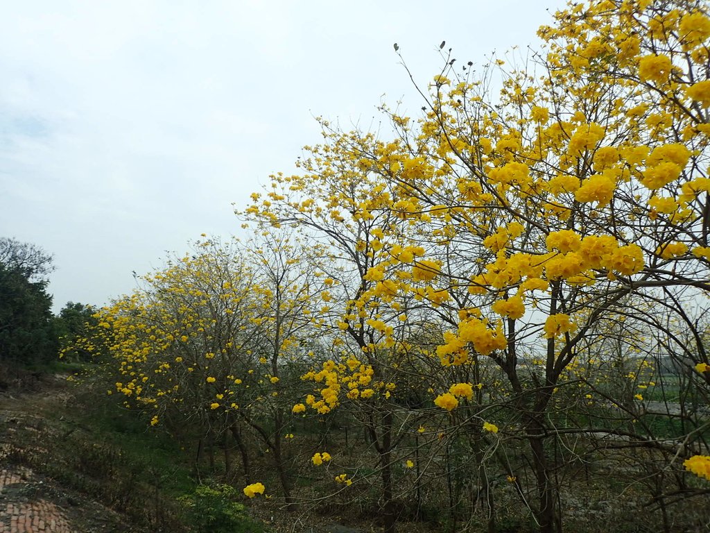 P3066592.JPG - 竹塘  田頭堤防  黃花風鈴木