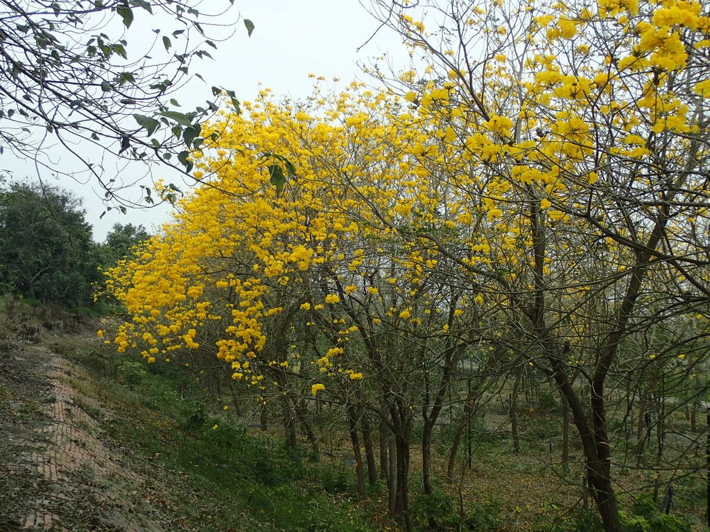 P3066583.JPG - 竹塘  田頭堤防  黃花風鈴木