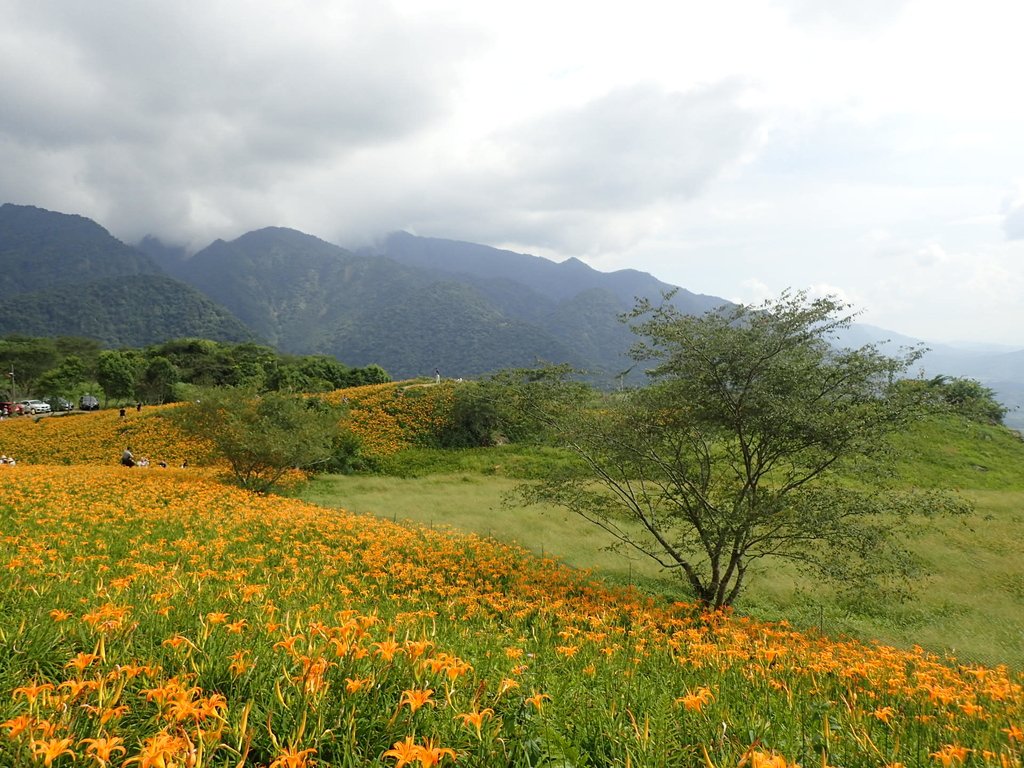 P9087982.JPG - 富里  六十石山  金針花季