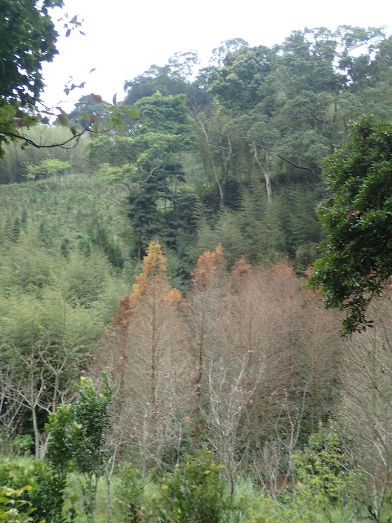 P1294560.JPG - 大湖  關刀山步道  (聖關段)